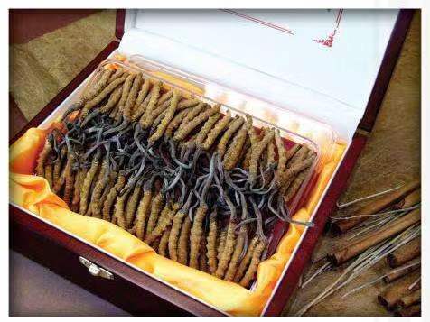 东莞生态园冬虫夏草回收